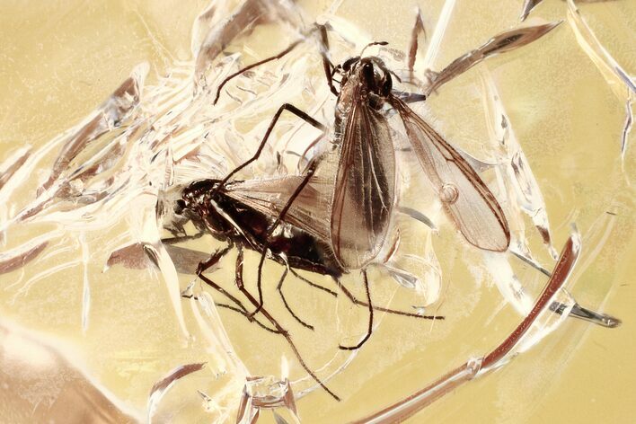 Detailed Fossil True Midge Swarm (Chironomidae) In Baltic Amber #315379